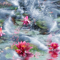 Wanddeko Lotusblüten im Meer