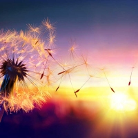 Wandbild Pusteblume Sunshine