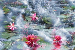 Wanddeko Lotusblüten im Meer